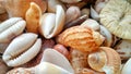 Sea Ã¢â¬â¹Ã¢â¬â¹animal shells like as mallusca and other